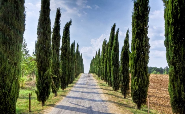 Foto - Kabre hangi ağaç dikilir?