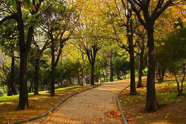 Foto - Kabre hangi ağaç dikilir?