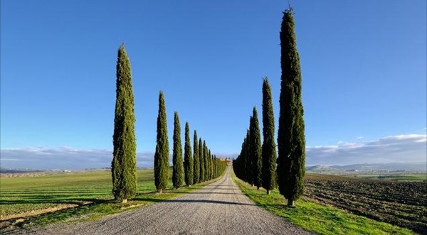Foto - Kabre hangi ağaç dikilir?