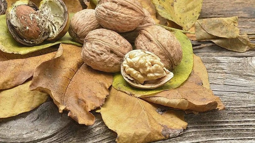Foto - Kabuğu altından daha değerli! Ceviz kabuğunun saç dökülmesine karşı etkisi