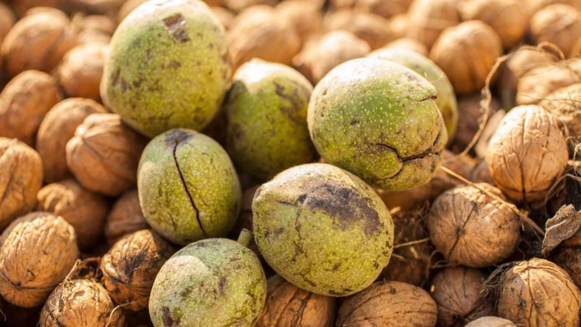Foto - Kabuğu altından daha değerli! Ceviz kabuğunun saç dökülmesine karşı etkisi