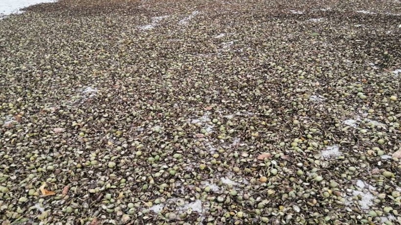 Kabuğu altından daha değerli! Ceviz kabuğunun saç dökülmesine karşı etkisi