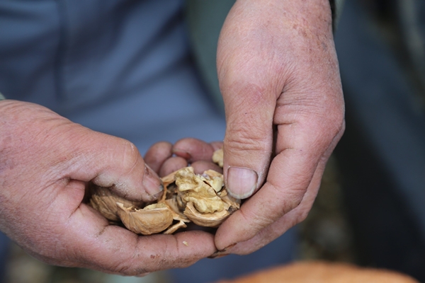 Foto - Kabuğuna sığmayan lezzete yoğun talep
