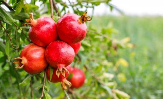 Foto - Kabuğunu sakın ama sakın çöpe atmayın! Adeta kanser savaşçısı! Öyle bir faydası var ki duyan küçük dilini yutuyor