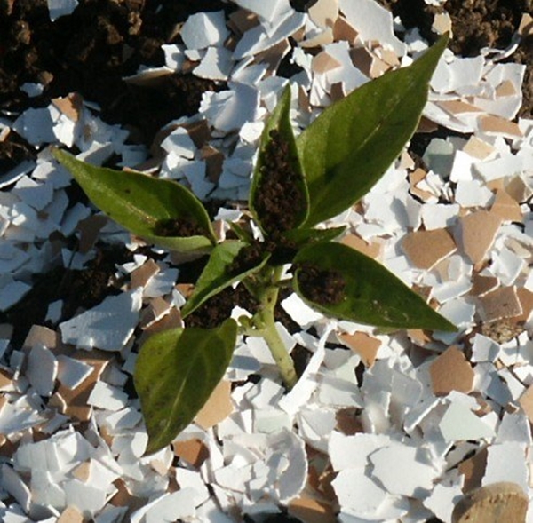Foto - Kabuklarını sakın atmayın!