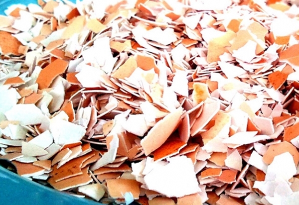 Foto - Kabuklarını sakın atmayın!