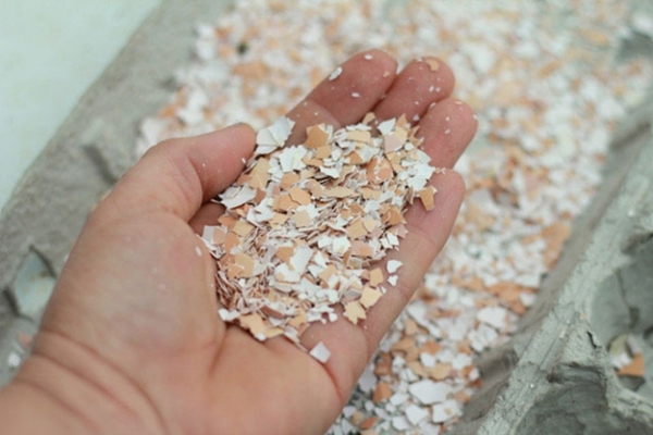 Foto - Kabuklarını sakın atmayın!