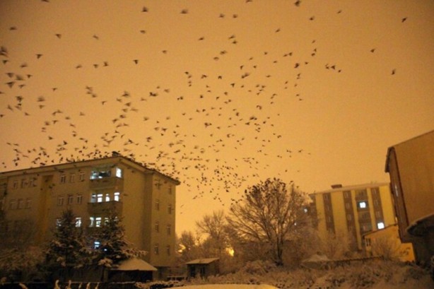 Foto - Kabus gibi çöktü! Yeniden ortaya çıktı vatandaşlar tedirgin oldu
