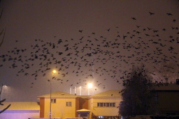 Foto - Kabus gibi çöktü! Yeniden ortaya çıktı vatandaşlar tedirgin oldu