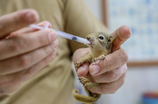 Foto - Kaçakçılardan kurtarılan yavrular hayata tutunuyor