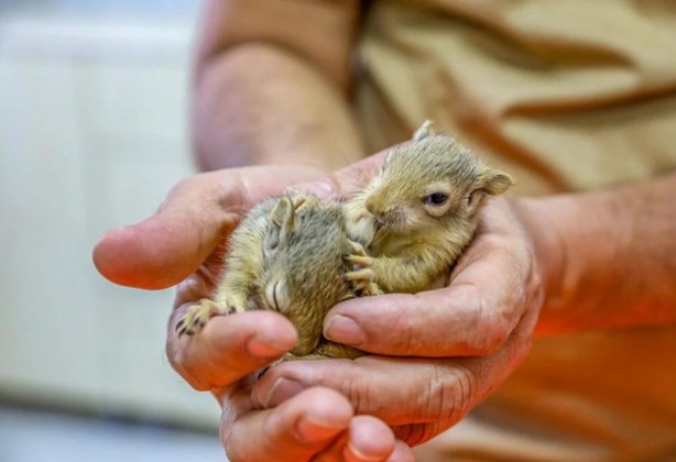 Foto - Kaçakçılardan kurtarılan yavrular hayata tutunuyor