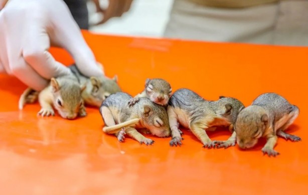 Foto - Kaçakçılardan kurtarılan yavrular hayata tutunuyor