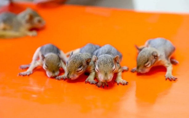 Foto - Kaçakçılardan kurtarılan yavrular hayata tutunuyor