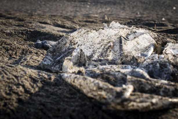 Foto - Kadim deniz kaplumbağalarının tehlikeli yolculuğu böyle görüntülendi