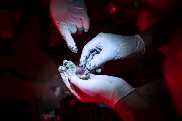 Foto - Kadim deniz kaplumbağalarının tehlikeli yolculuğu böyle görüntülendi