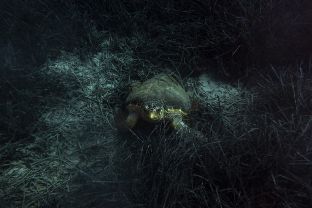 Foto - Kadim deniz kaplumbağalarının tehlikeli yolculuğu böyle görüntülendi