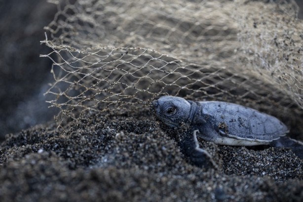 Foto - Kadim deniz kaplumbağalarının tehlikeli yolculuğu böyle görüntülendi