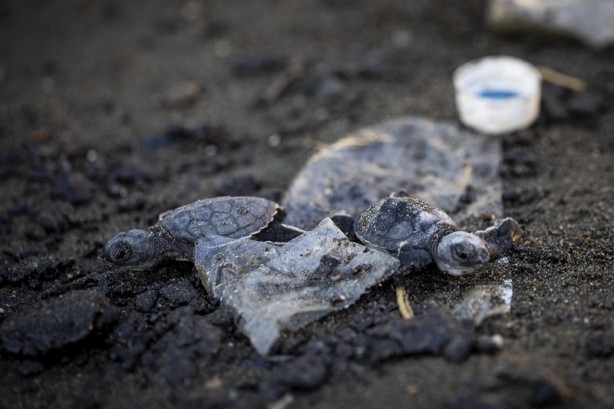 Foto - Kadim deniz kaplumbağalarının tehlikeli yolculuğu böyle görüntülendi