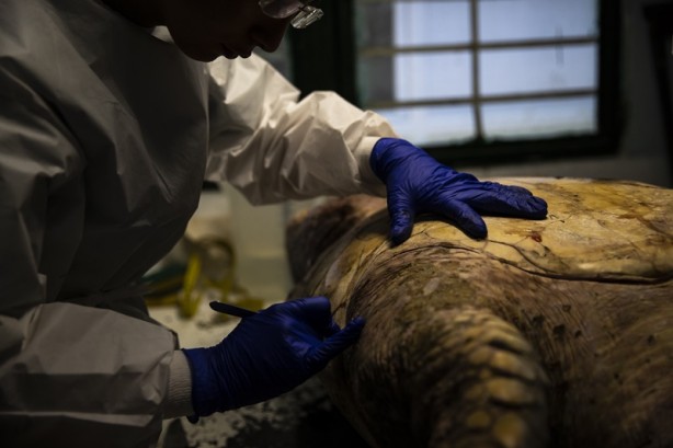 Foto - Kadim deniz kaplumbağalarının tehlikeli yolculuğu böyle görüntülendi