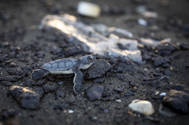 Foto - Kadim deniz kaplumbağalarının tehlikeli yolculuğu böyle görüntülendi