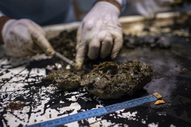 Foto - Kadim deniz kaplumbağalarının tehlikeli yolculuğu böyle görüntülendi