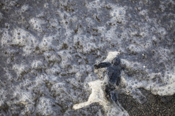 Foto - Kadim deniz kaplumbağalarının tehlikeli yolculuğu böyle görüntülendi