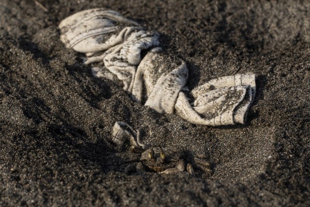 Foto - Kadim deniz kaplumbağalarının tehlikeli yolculuğu böyle görüntülendi