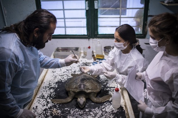 Foto - Kadim deniz kaplumbağalarının tehlikeli yolculuğu böyle görüntülendi