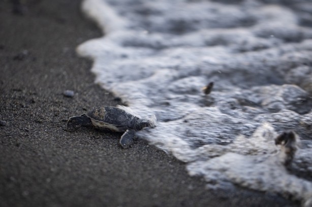 Foto - Kadim deniz kaplumbağalarının tehlikeli yolculuğu böyle görüntülendi