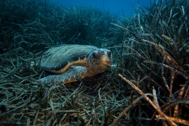 Foto - Kadim deniz kaplumbağalarının tehlikeli yolculuğu böyle görüntülendi
