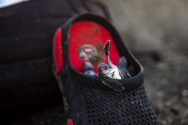 Foto - Kadim deniz kaplumbağalarının tehlikeli yolculuğu böyle görüntülendi