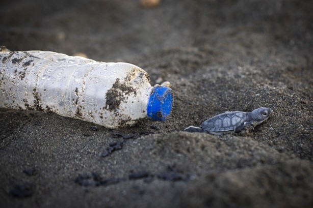 Foto - Kadim deniz kaplumbağalarının tehlikeli yolculuğu böyle görüntülendi