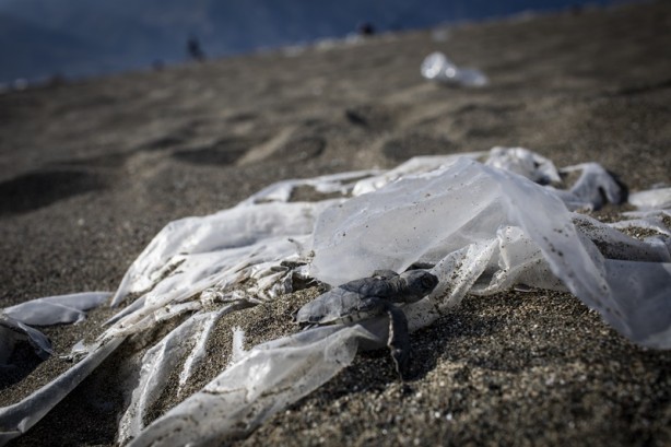 Foto - Kadim deniz kaplumbağalarının tehlikeli yolculuğu böyle görüntülendi