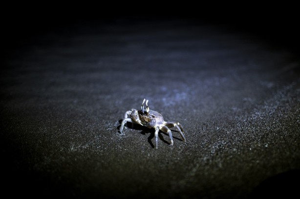Foto - Kadim deniz kaplumbağalarının tehlikeli yolculuğu böyle görüntülendi