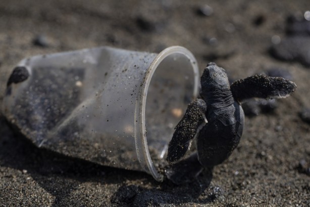 Foto - Kadim deniz kaplumbağalarının tehlikeli yolculuğu böyle görüntülendi
