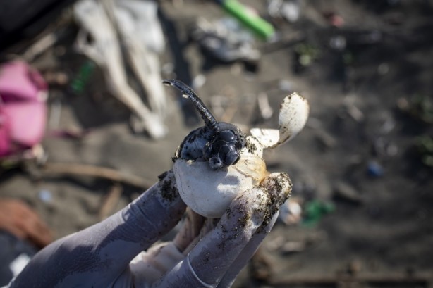 Foto - Kadim deniz kaplumbağalarının tehlikeli yolculuğu böyle görüntülendi