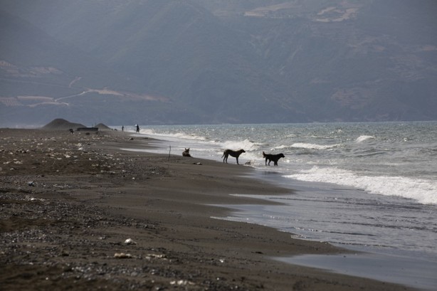 Foto - Kadim deniz kaplumbağalarının tehlikeli yolculuğu böyle görüntülendi