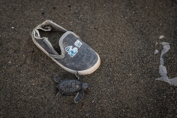 Foto - Kadim deniz kaplumbağalarının tehlikeli yolculuğu böyle görüntülendi
