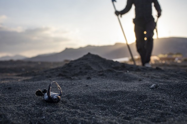 Kadim deniz kaplumbağalarının tehlikeli yolculuğu böyle görüntülendi