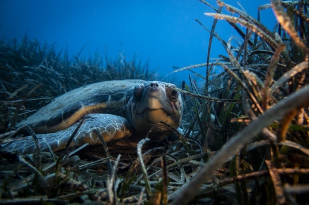 Foto - Kadim deniz kaplumbağalarının tehlikeli yolculuğu böyle görüntülendi