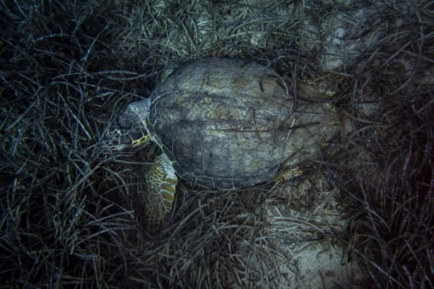 Foto - Kadim deniz kaplumbağalarının tehlikeli yolculuğu böyle görüntülendi