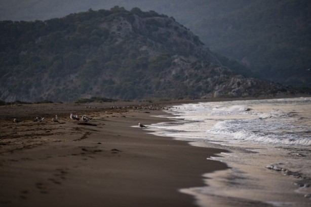 Foto - Kadim deniz kaplumbağalarının tehlikeli yolculuğu böyle görüntülendi