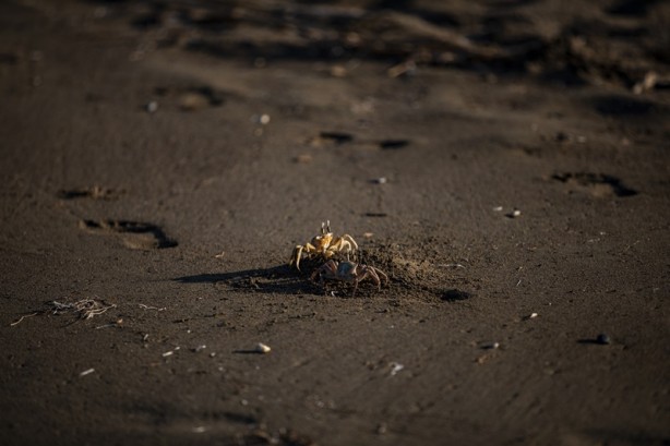 Foto - Kadim deniz kaplumbağalarının tehlikeli yolculuğu böyle görüntülendi