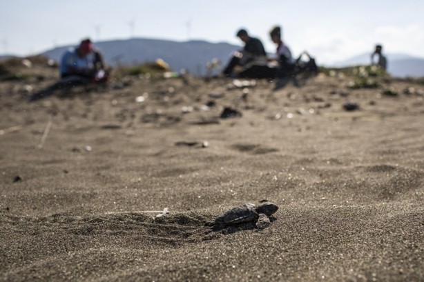 Foto - Kadim deniz kaplumbağalarının tehlikeli yolculuğu böyle görüntülendi