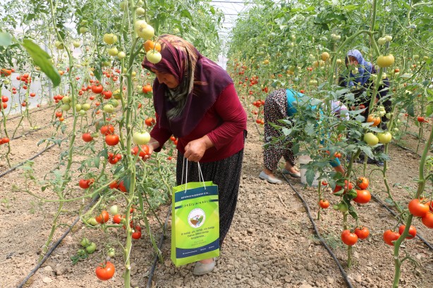 Foto - Kadın girişimci, devlet desteğiyle sera kurdu! Aile bütçesini destekliyor