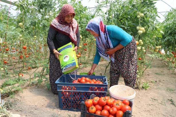 Foto - Kadın girişimci, devlet desteğiyle sera kurdu! Aile bütçesini destekliyor