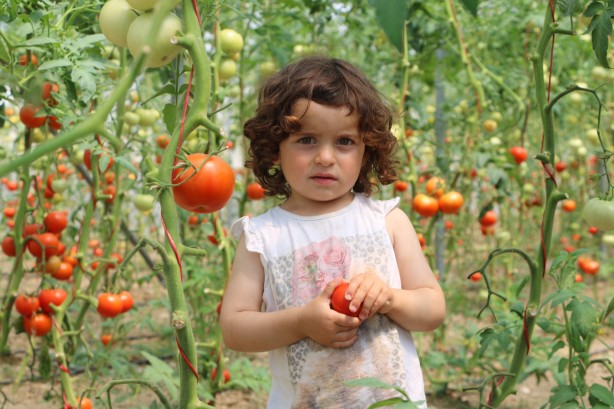 Foto - Kadın girişimci, devlet desteğiyle sera kurdu! Aile bütçesini destekliyor