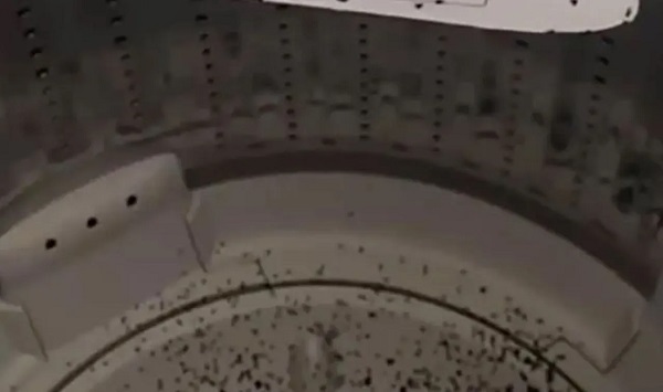 Foto - Kadın hayatının şokunu yaşadı | Çamaşır makinesinin içinden öyle bir şey çıktı ki! 