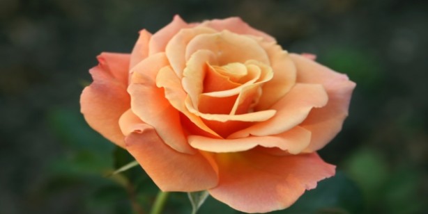 Foto - Kadınlar adetliyken (hayız halinde) arefe günü ihlas suresini okuyabilir mi?