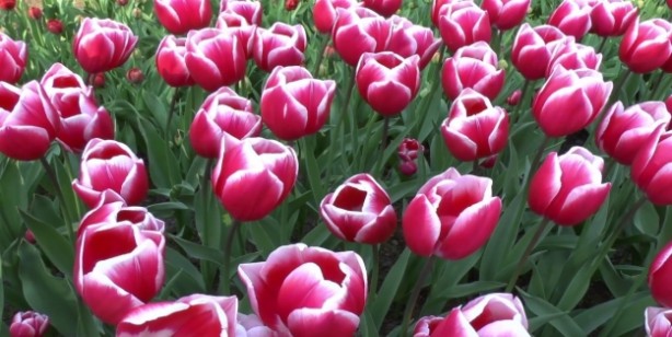 Foto - Kadınlar adetliyken (hayız halinde) arefe günü ihlas suresini okuyabilir mi?